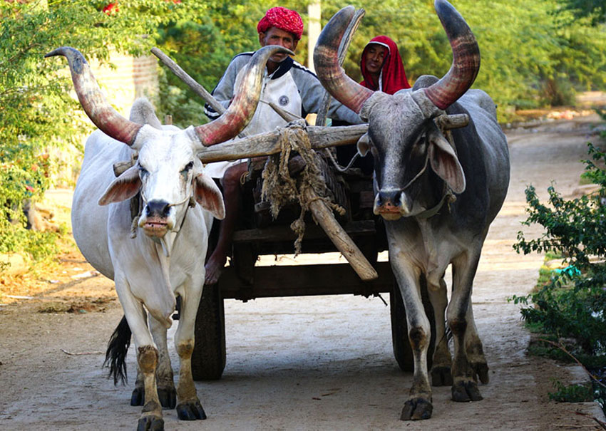 Village Safari Jawai Rajasthan