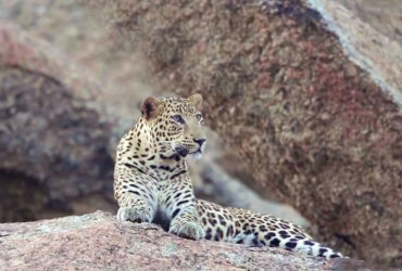 Jawai Leopard Hills