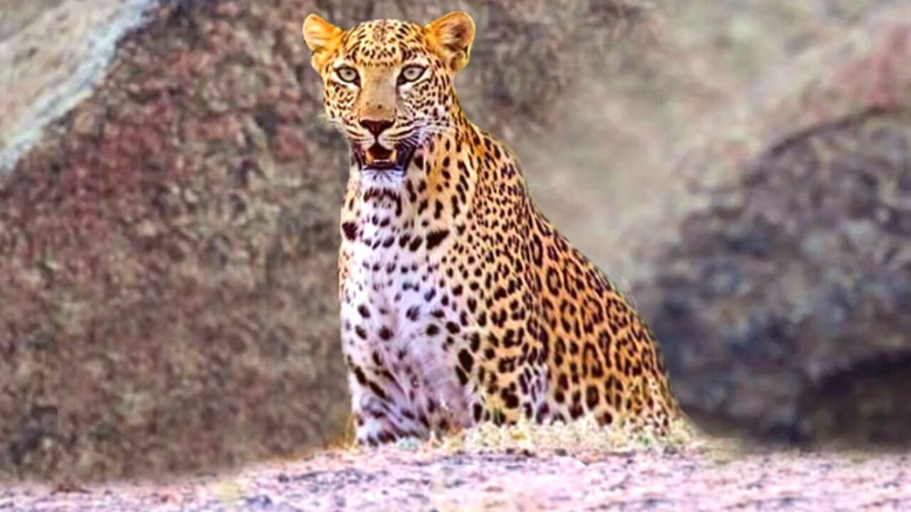 Wildlife Conservation Reserve in Rajasthan - Thour Nature Resorts Wildlife Conservation Reserve in Rajasthan - Thour Nature Resorts