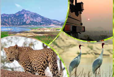 Wildlife-Safari-In-Rajasthan-2