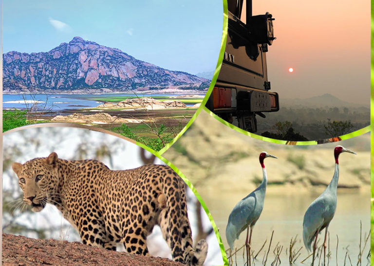 Wildlife-Safari-In-Rajasthan-2