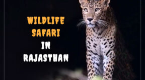 wild life safari india