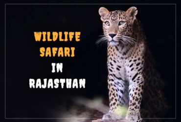 wildlife safari in rajasthan