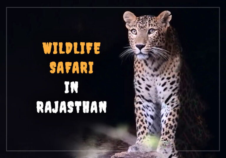 wildlife safari in rajasthan