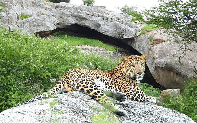 leopard in jawai bandh