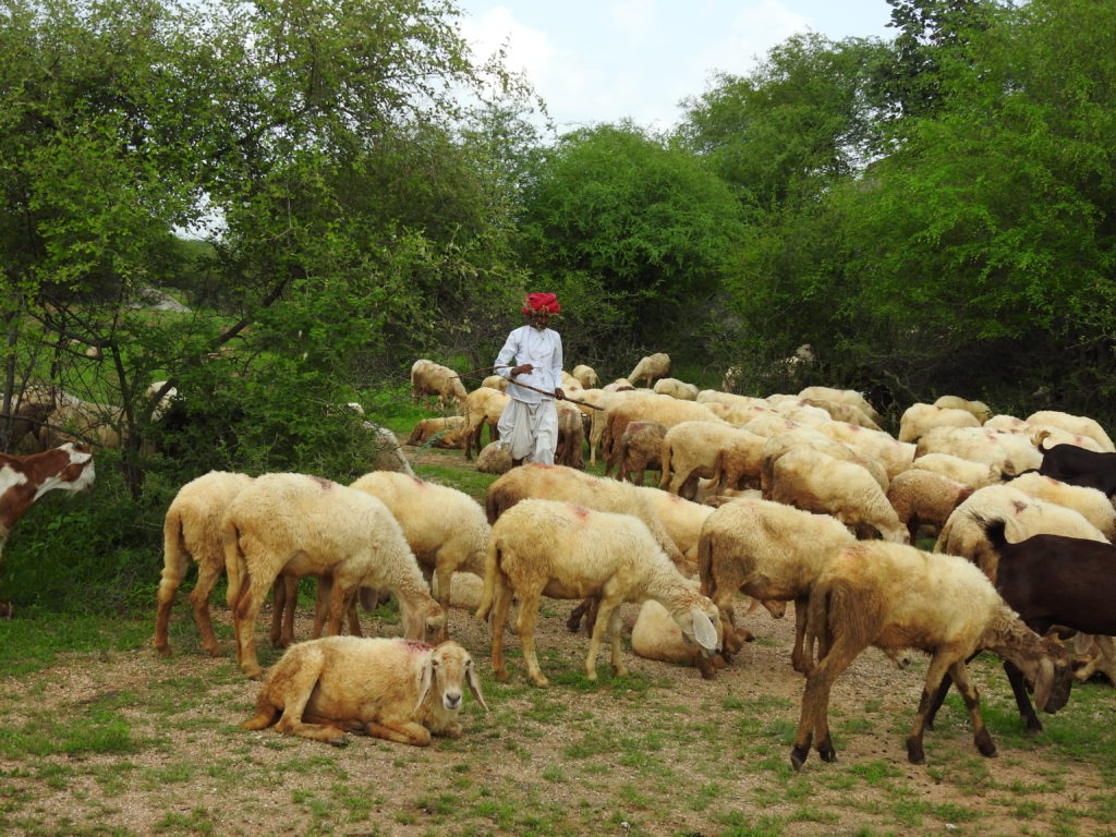 rabari in jawai