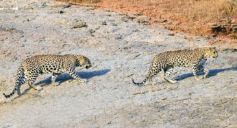 How Many Leopards in Jawai Rajasthan
