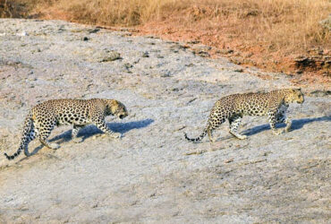 how many leopard in jawai