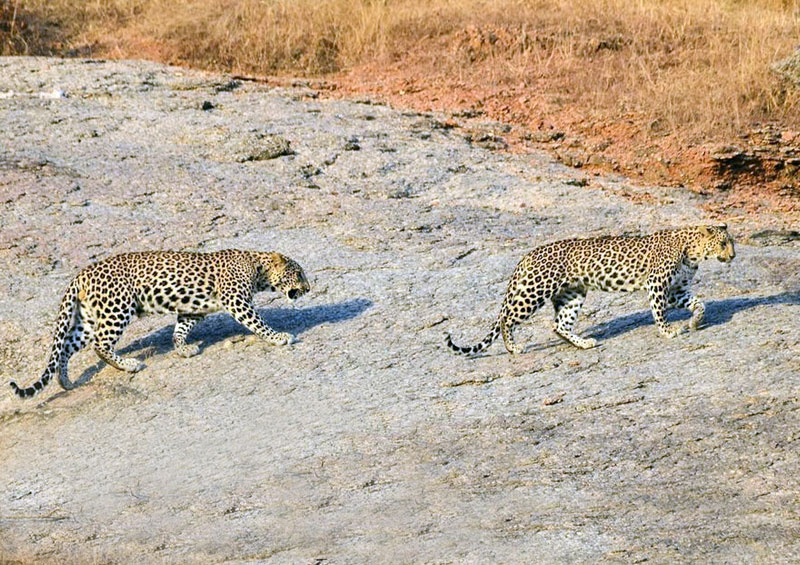 how many leopard in jawai