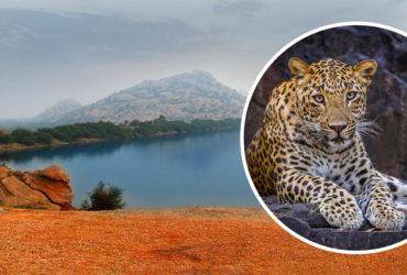 jawai bandh leopard conservation reserve,