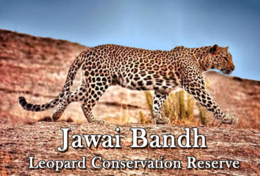 jawai leopard conservation reserve
