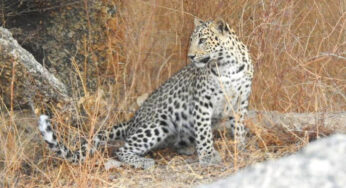 How to Book Online Leopard Safari in Jawai, Rajasthan?