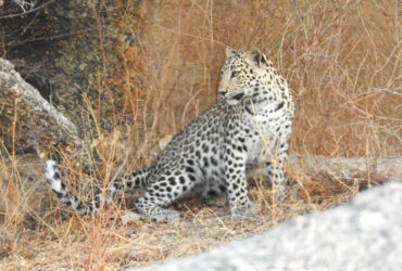 jawai leopard safari booking