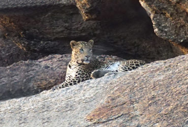 leopard sanctuary in rajasthan