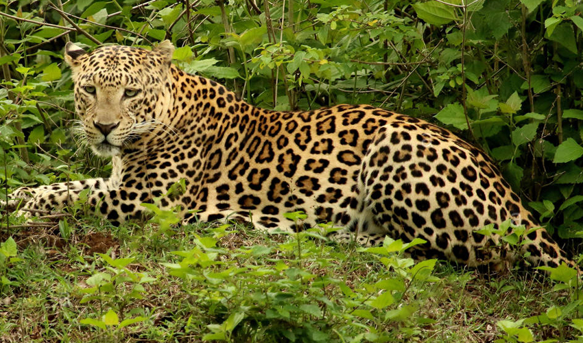 leopard safari india