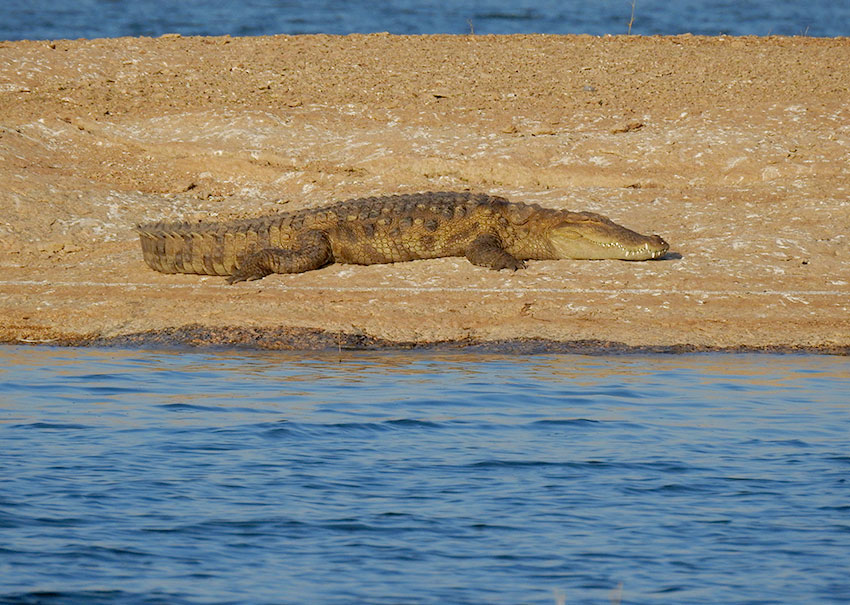 jawai leopard safari pali