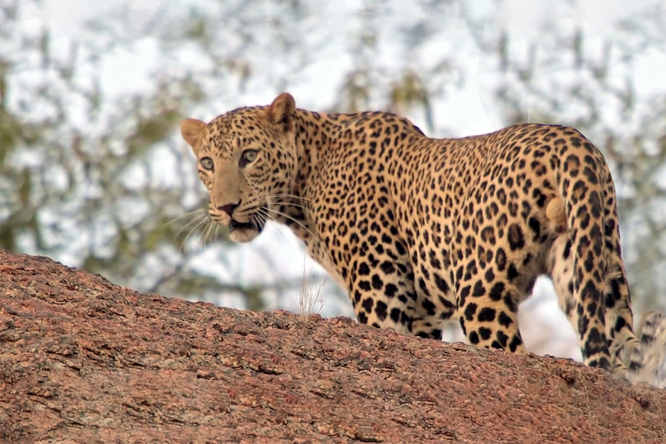Jawai Bandh Leopard Reserve Rajasthan