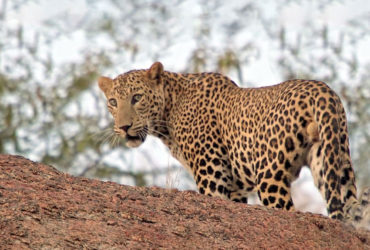 jawai leopard