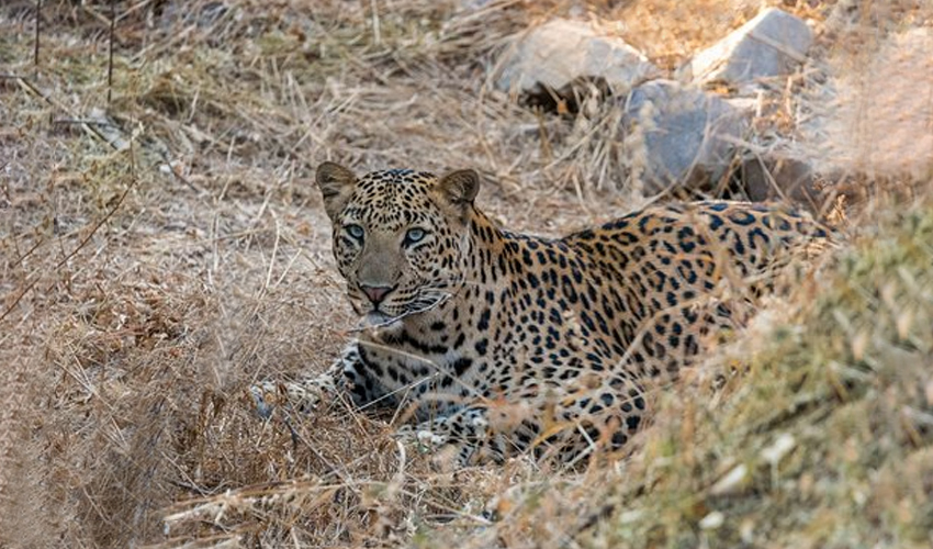 Jhalana Leopard Safari Park