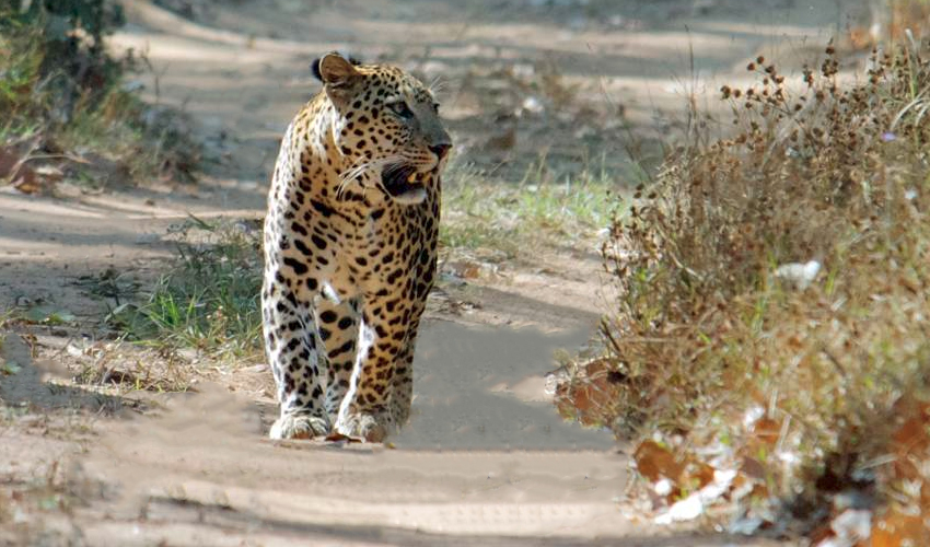 Kumbhalgarh Wildlife Sanctuary