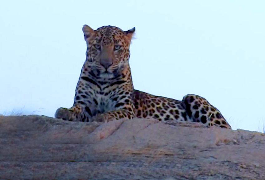 jawai leopard