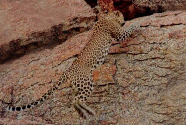 Leopards in India