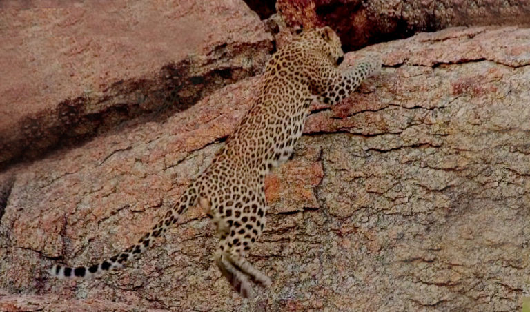 Leopards in India