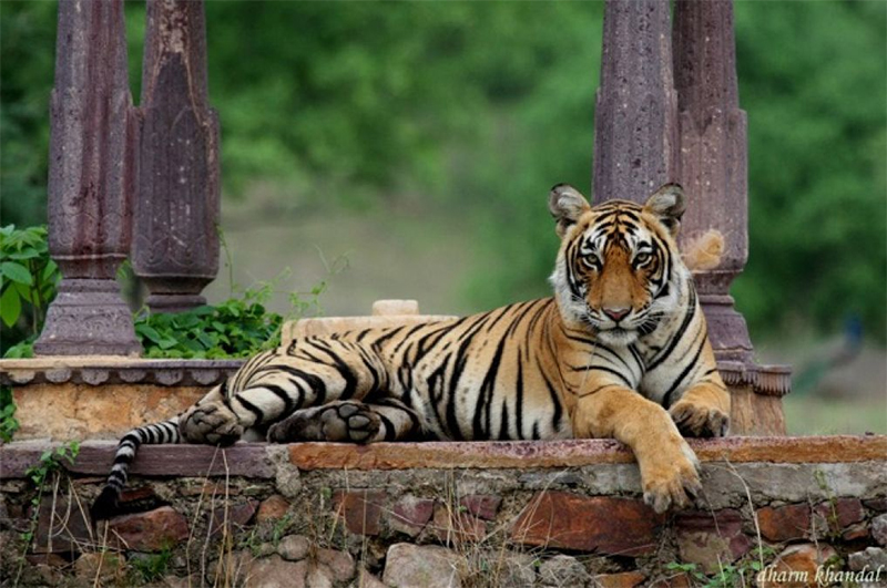 Wildlife Safari | 5 Best Places to Enjoy Wildlife Safari in Rajasthan
