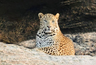 Bera leopard sanctuary