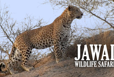 jawai_wildlife_safari