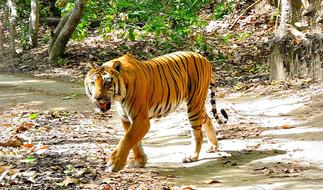  Jim Corbett National Park