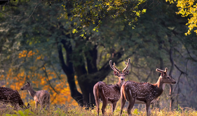 Kanha National Park 