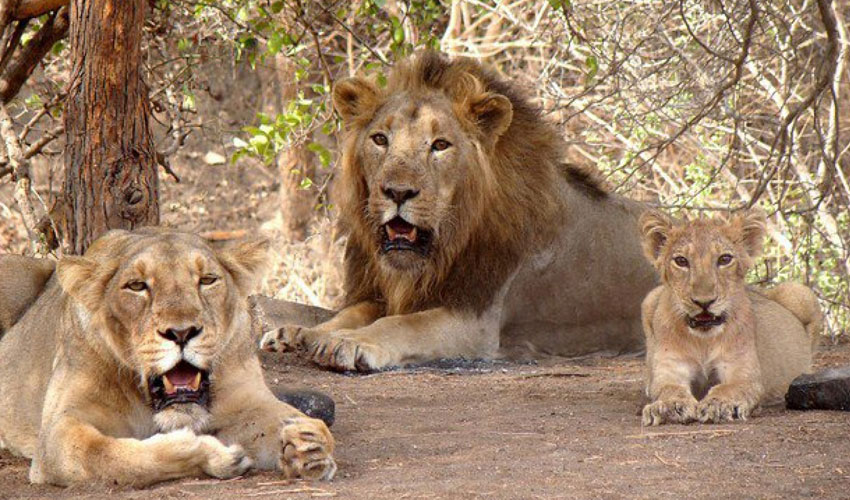 Gir National Park and Wildlife Sanctuary