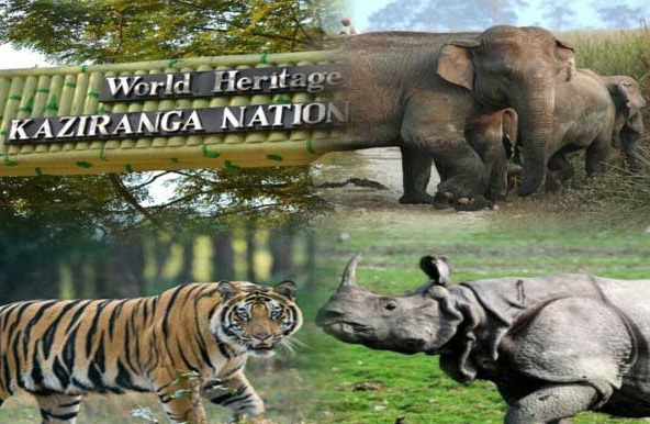 Kaziranga National Park