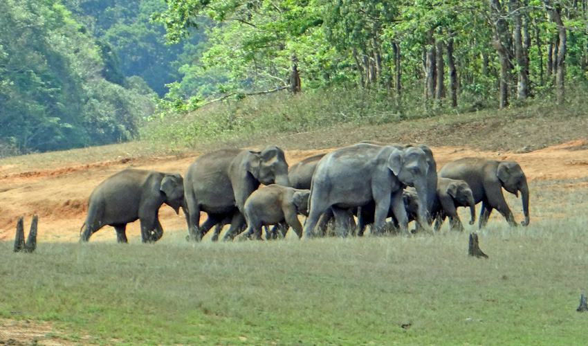 Periyar National Park