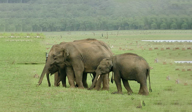 Bandipur National Park