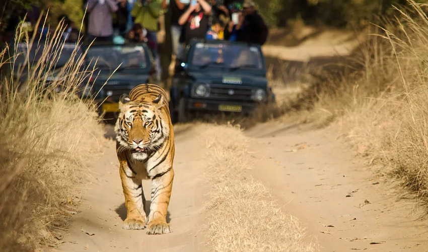 Bandhavgarh-National-Park-Madhya-Pradesh