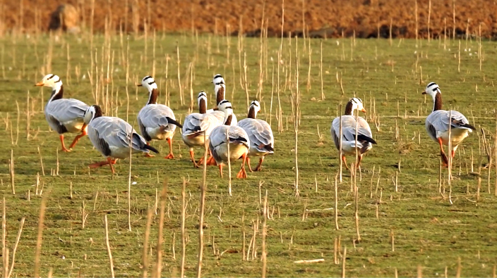 Bar-Headed-Goose