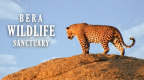 biggest jungle safari in india biggest jungle safari in india
