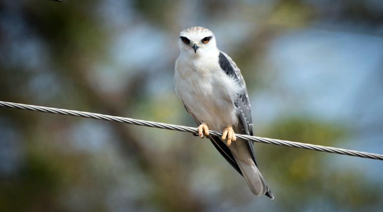 Black-Winged-Kite