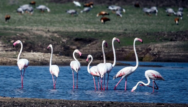 Greater-Flamingo