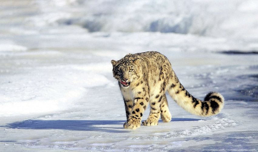 Hemis-National-Park-Ladakh