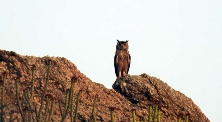 Indian Eagle-Owl