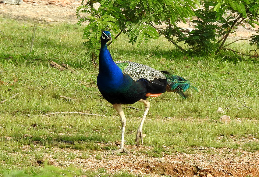 Indian-Peafowl