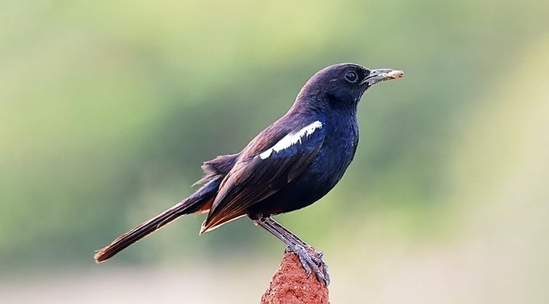 Indian-Robin