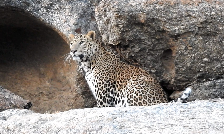 Jawai-Leopard-Reserve