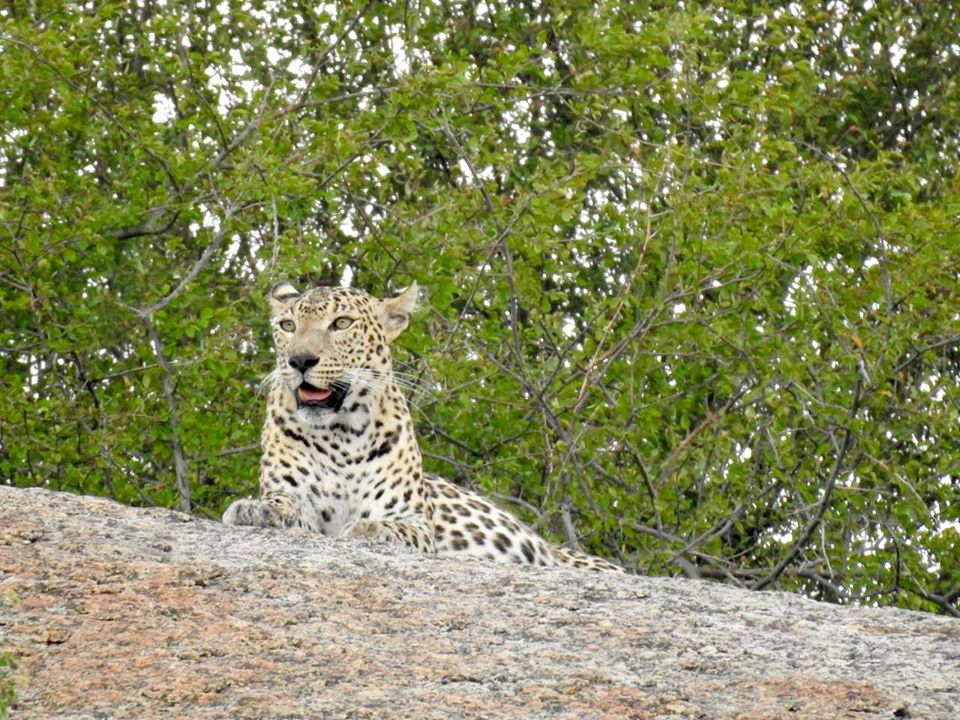 jawai leopard safari