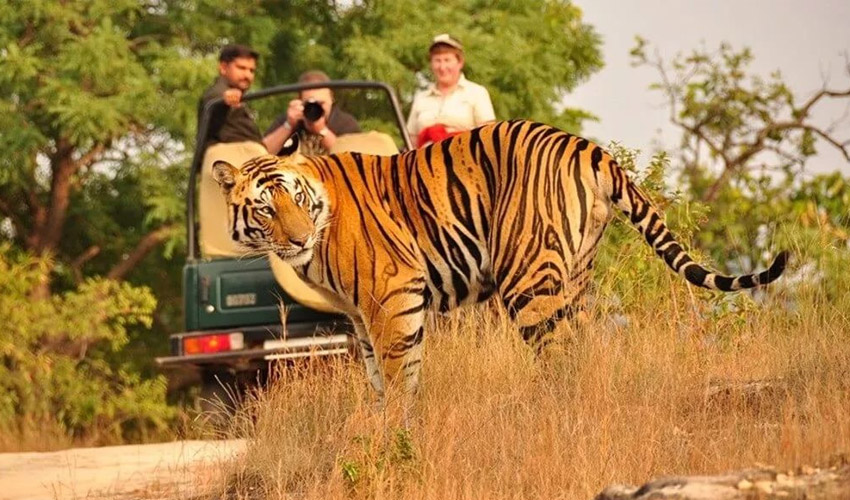 Kanha-National-Park-Madhya-Pradesh