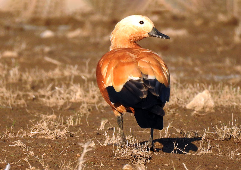 Ruddy-Shelduck