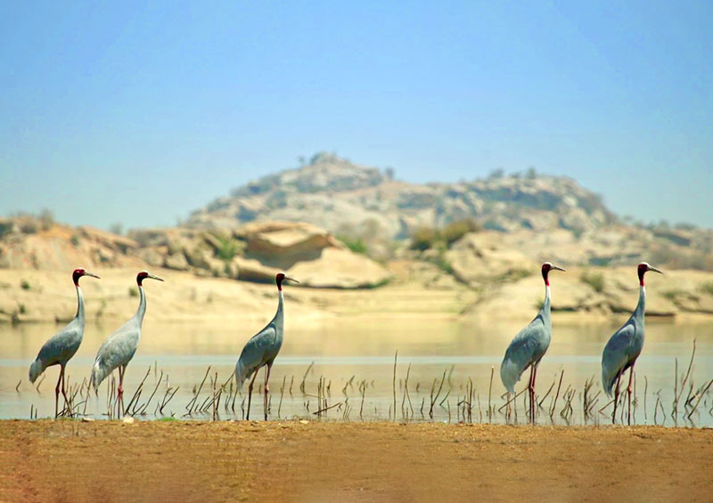 Bird Watching in Jawai Bandh